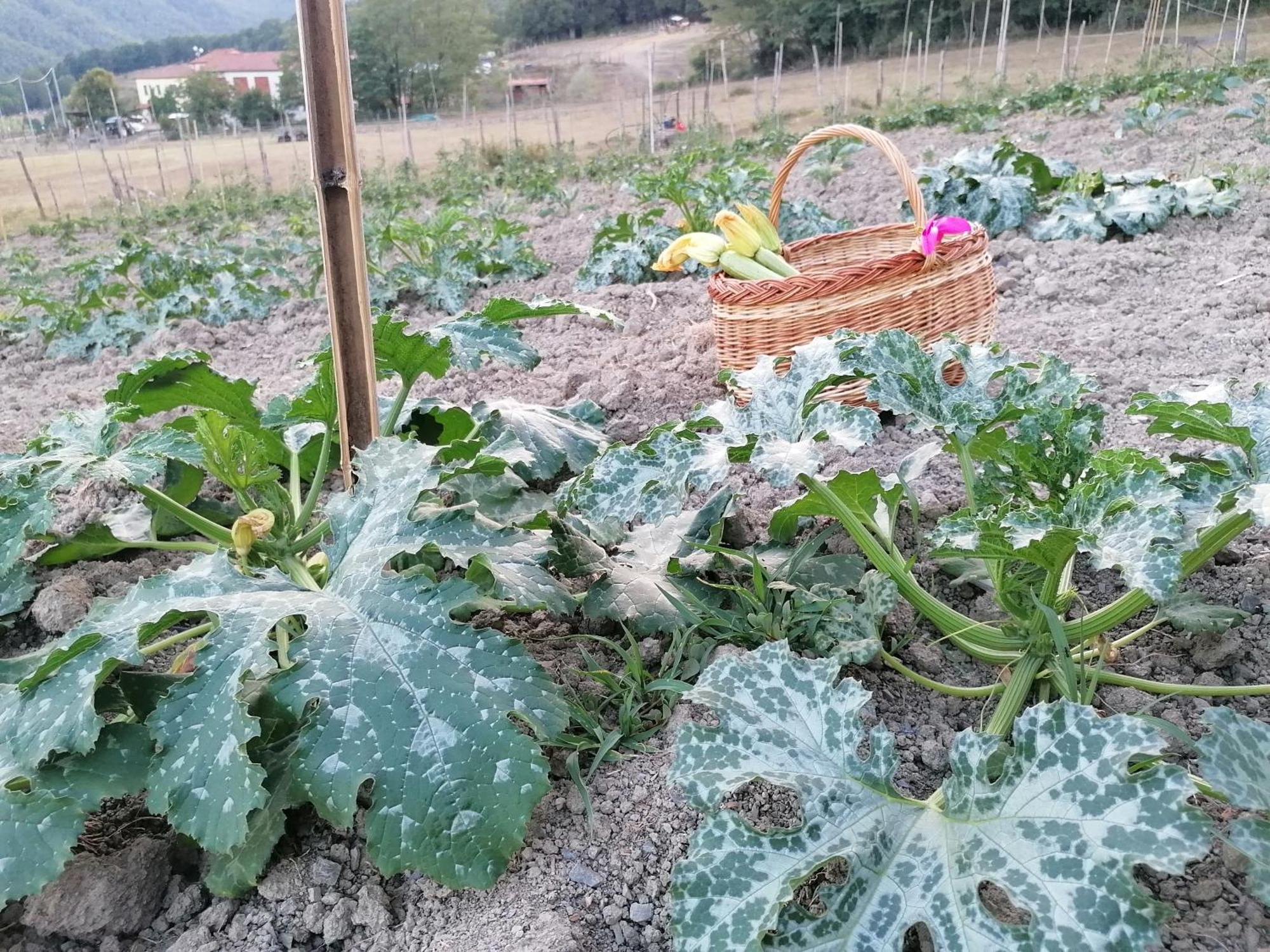 Agriturismo Dei Legi San Pietro Vara Eksteriør bilde